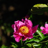 芍薬