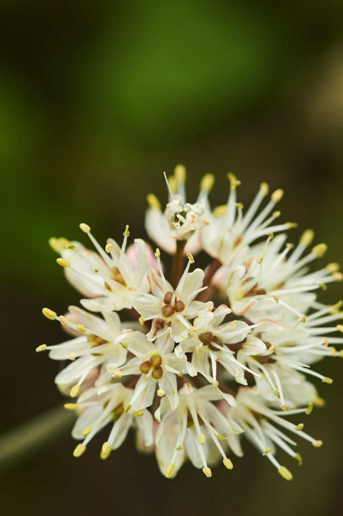 にんにくの花