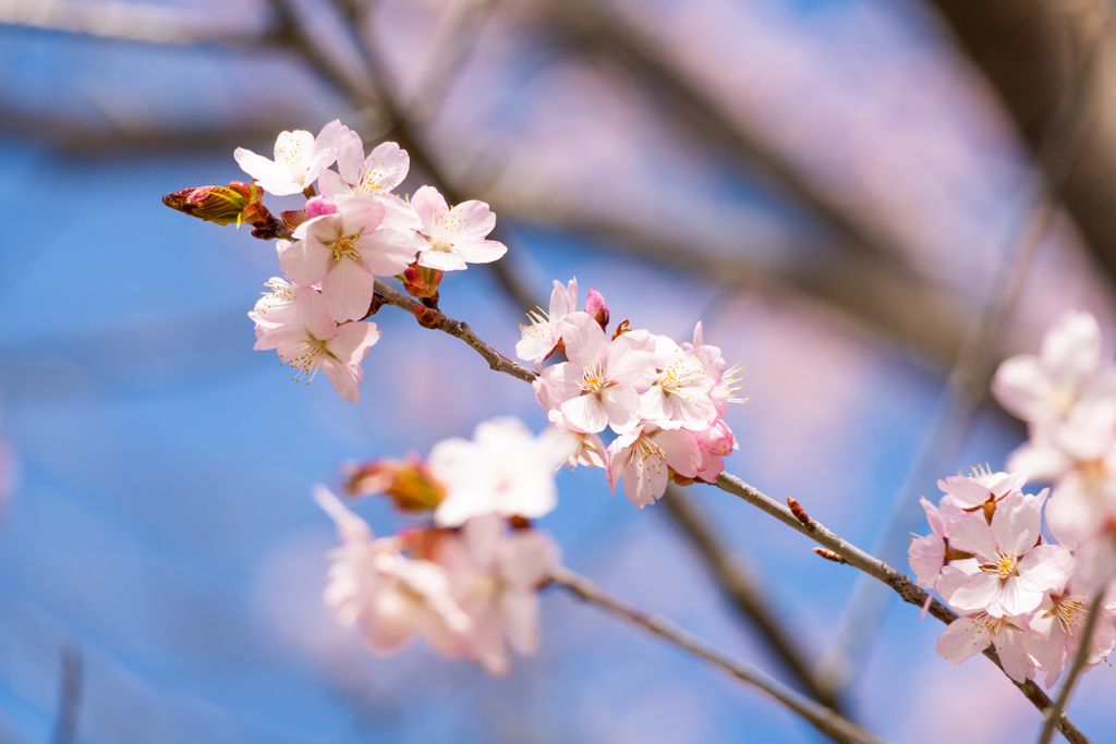 今年の桜　③