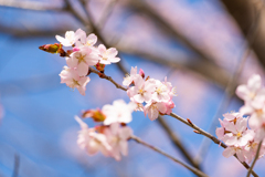 今年の桜　③
