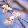 今年の桜　③