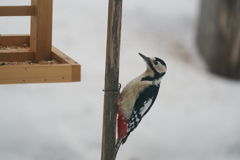 庭に来る野鳥たち　Ⅰ