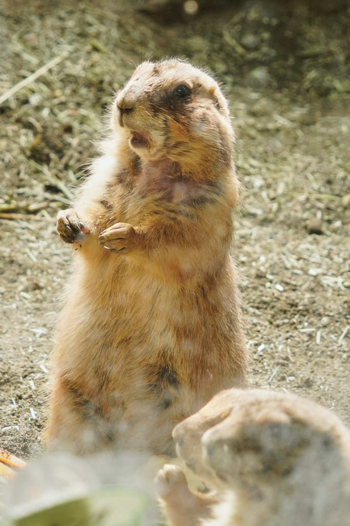 円山動物園　②