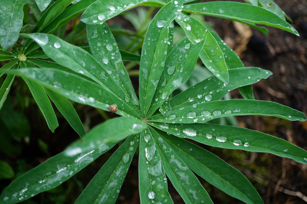 雨上がりの朝