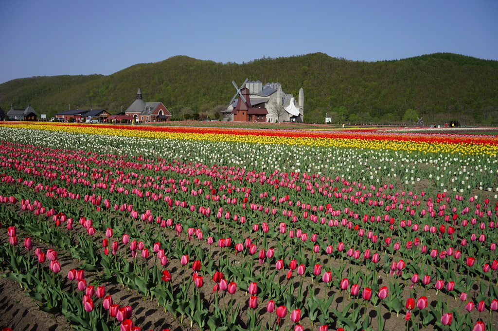 チューリップ公園Ⅲ