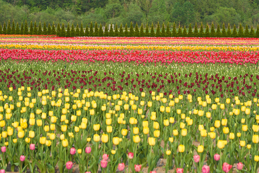 チューリップ公園　Ⅲ