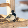 庭に来る野鳥たち　シジュウカラ