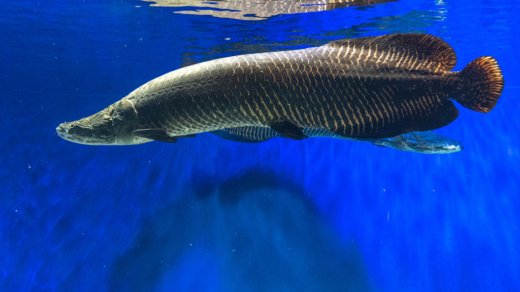 山の水族館　⑥