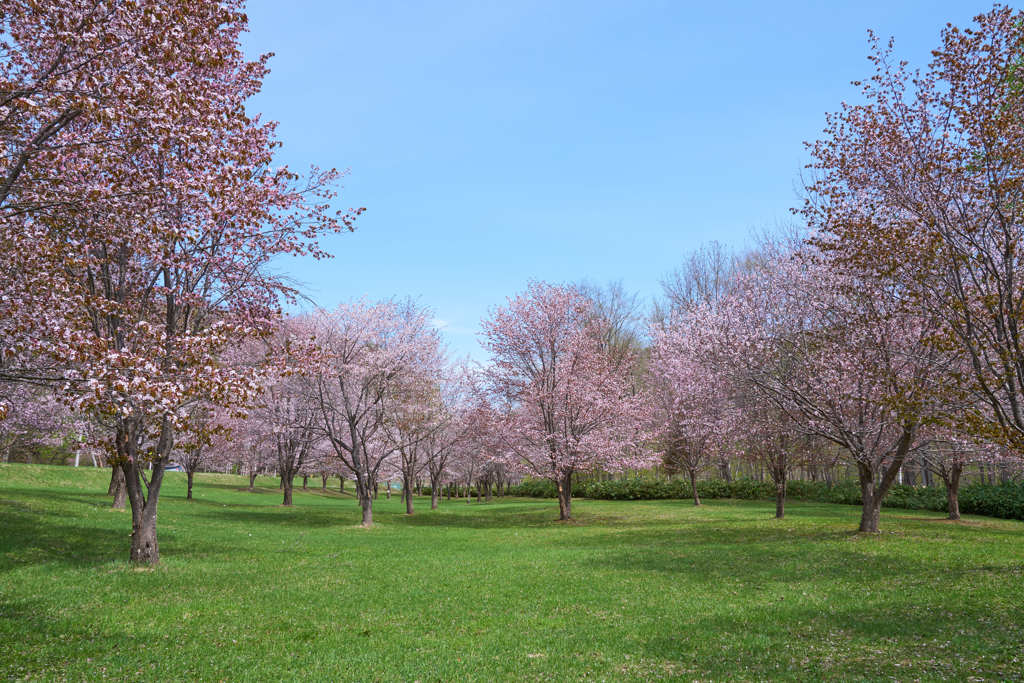 青空と桜　Ⅰ