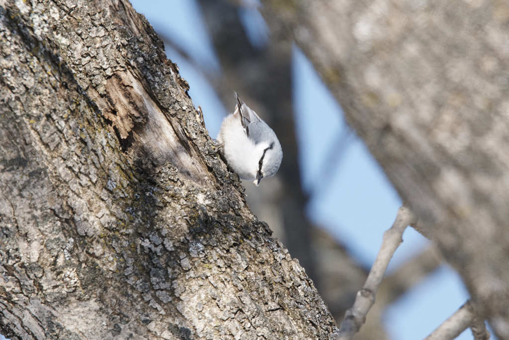 我が庭の鳥たちⅣ