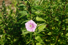 道端の花