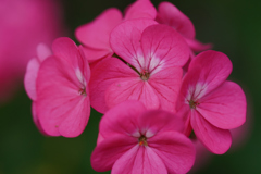 温室の花　③