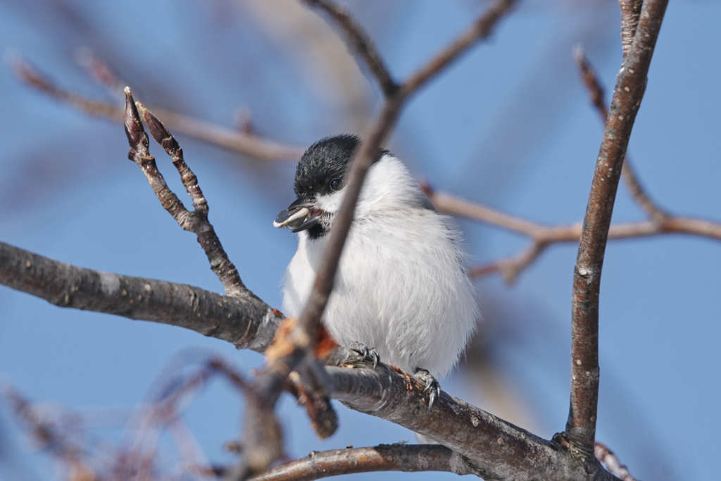 我が庭の鳥たちⅢ