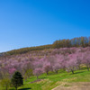 やっと桜　①