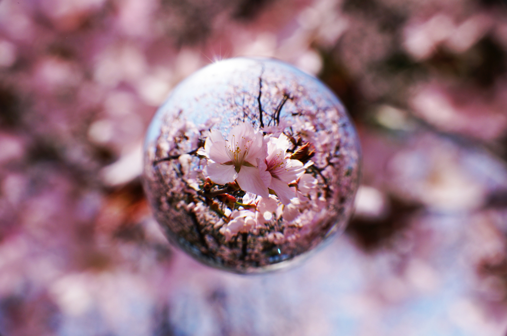 宙玉桜Ⅰ