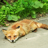 キタキツネ　Ⅱ