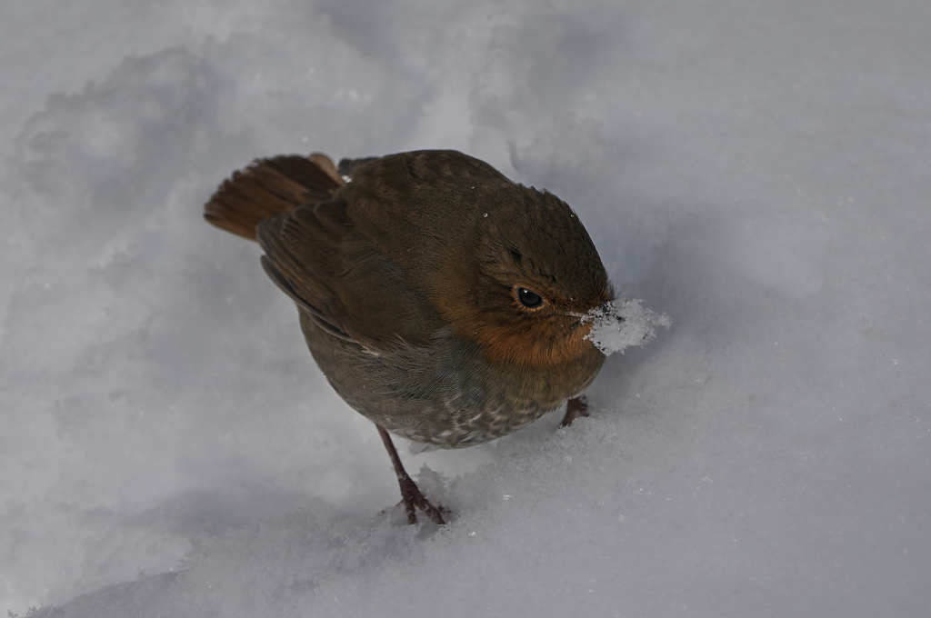 除雪中の珍客　Ⅱ