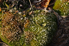 苔に咲く霜の花