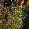 苔に咲く霜の花
