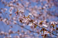 sakura Ⅰ