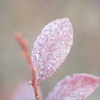 ブルーベリーにも華　Ⅱ