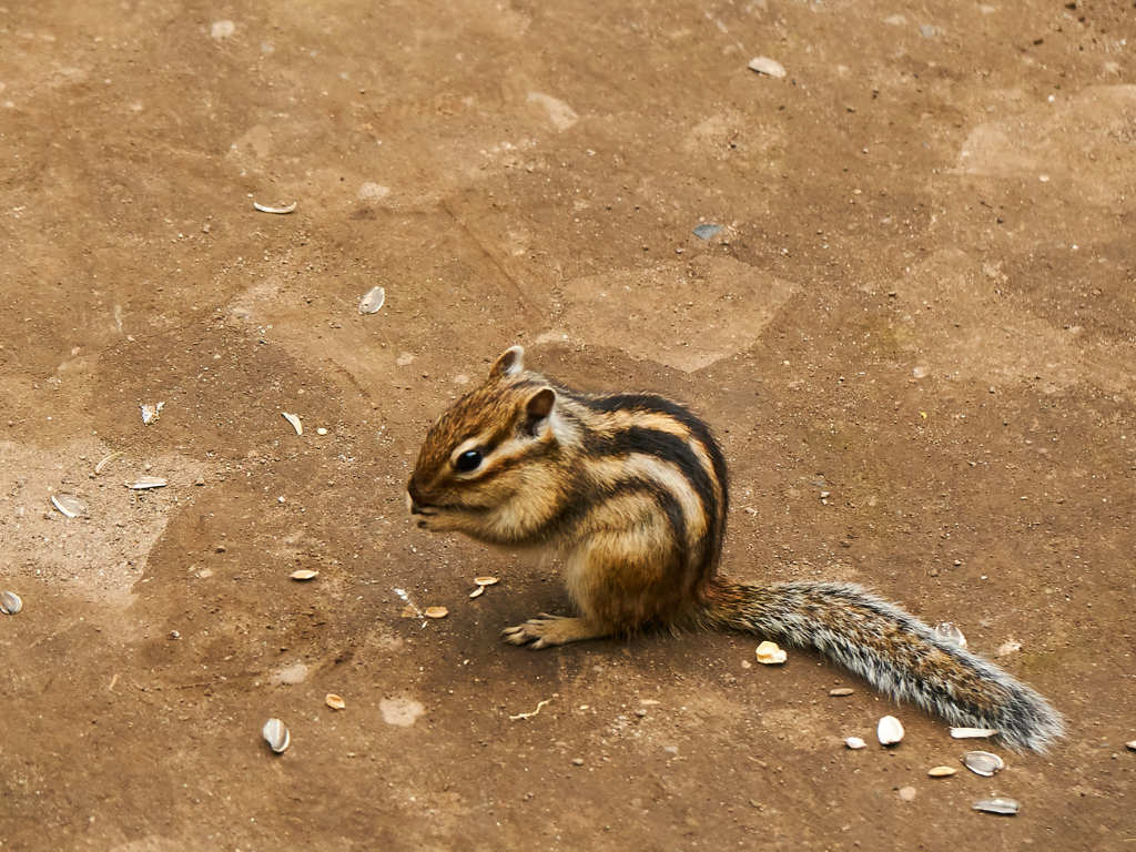 シマリス　③