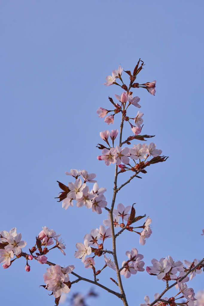桜咲く　Ⅱ