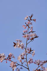 桜咲く　Ⅱ