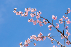 今年の桜　⑤