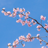 今年の桜　⑤