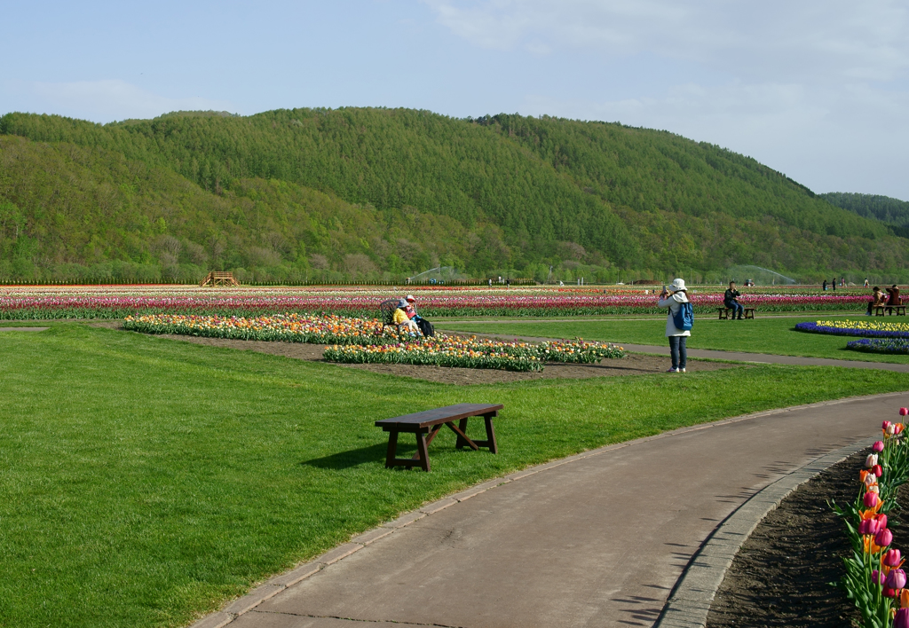 チューリップ公園Ⅴ