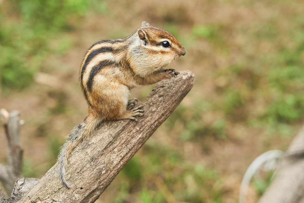 シマリス②