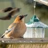 庭に来る野鳥たち　カケス　ヒヨドリ