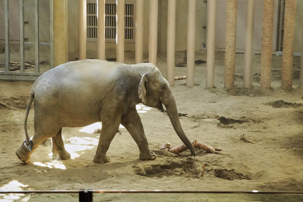 円山動物園　⑤