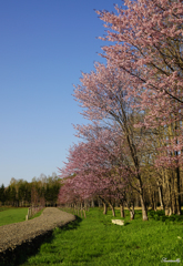 桜Ⅴ