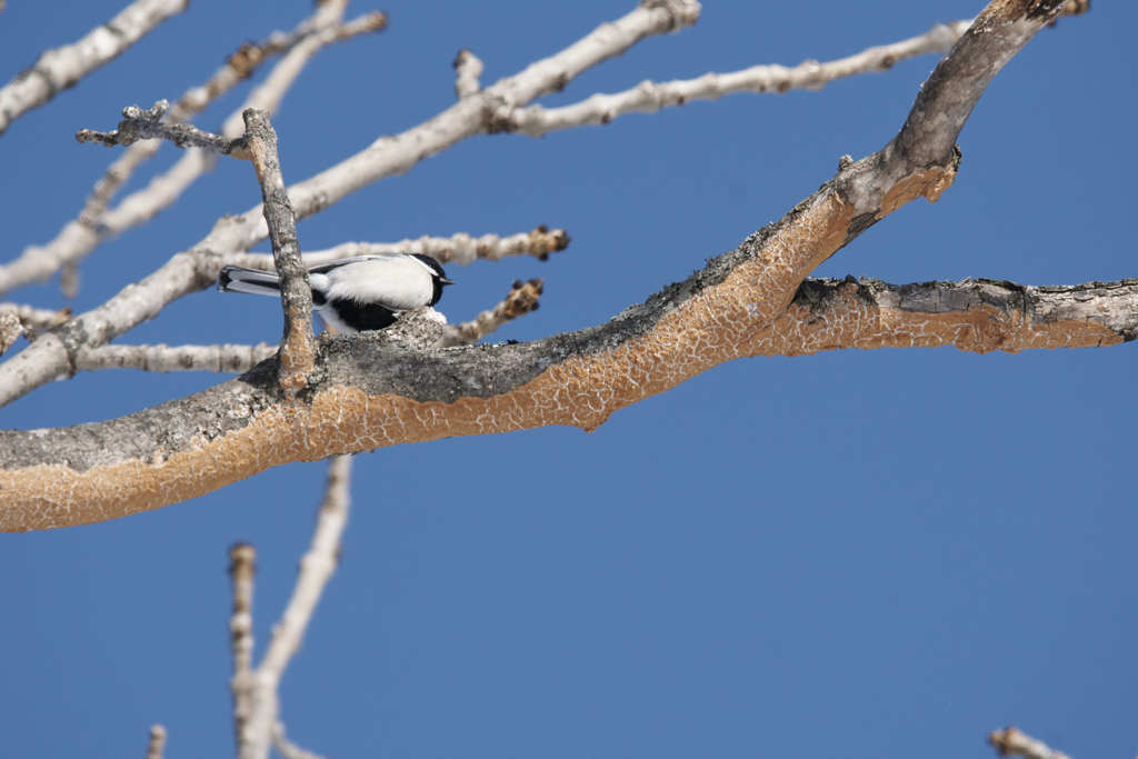 我が庭の鳥たちⅤ