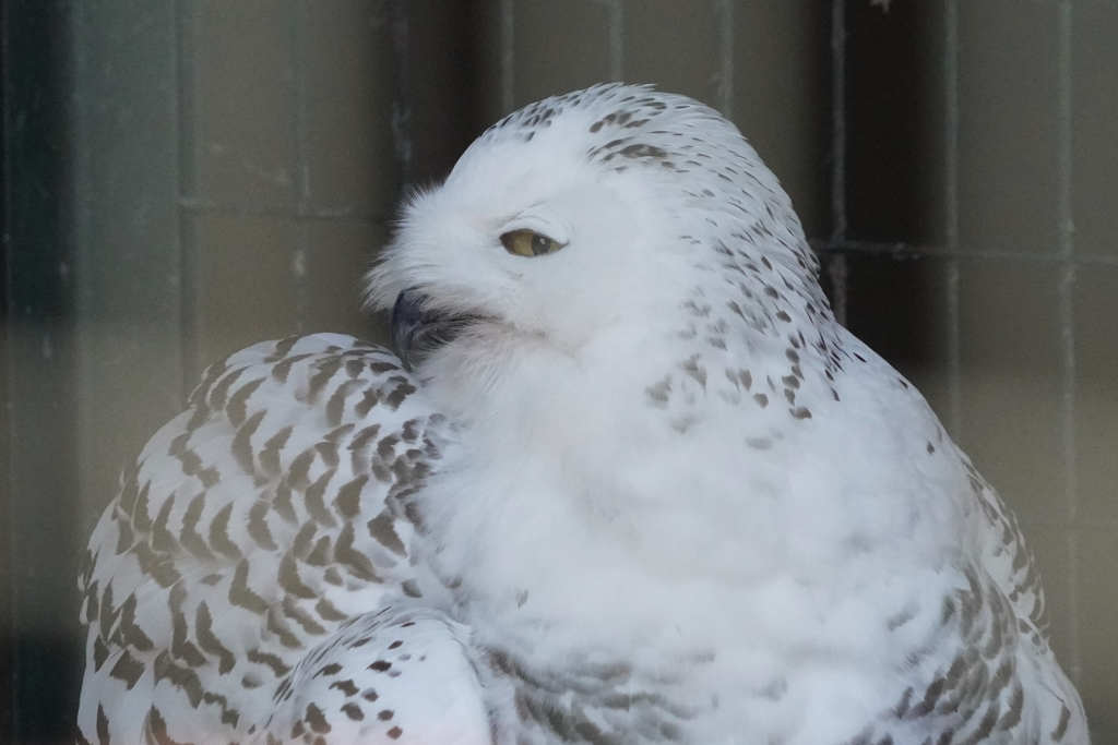 円山動物園　④