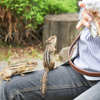 シマリス①