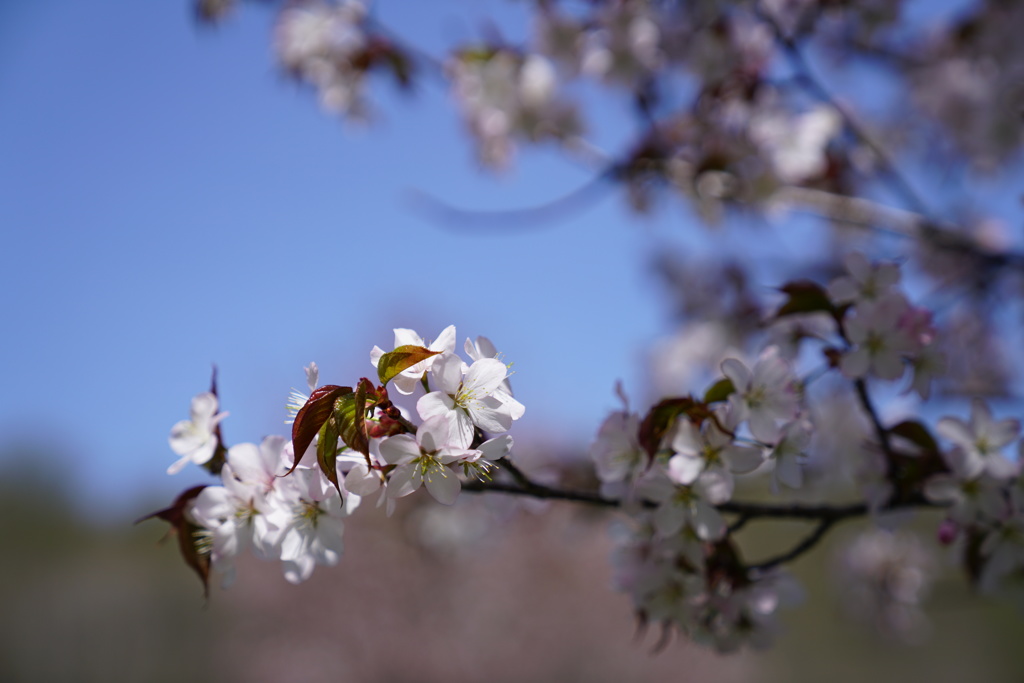 sakura　Ⅴ