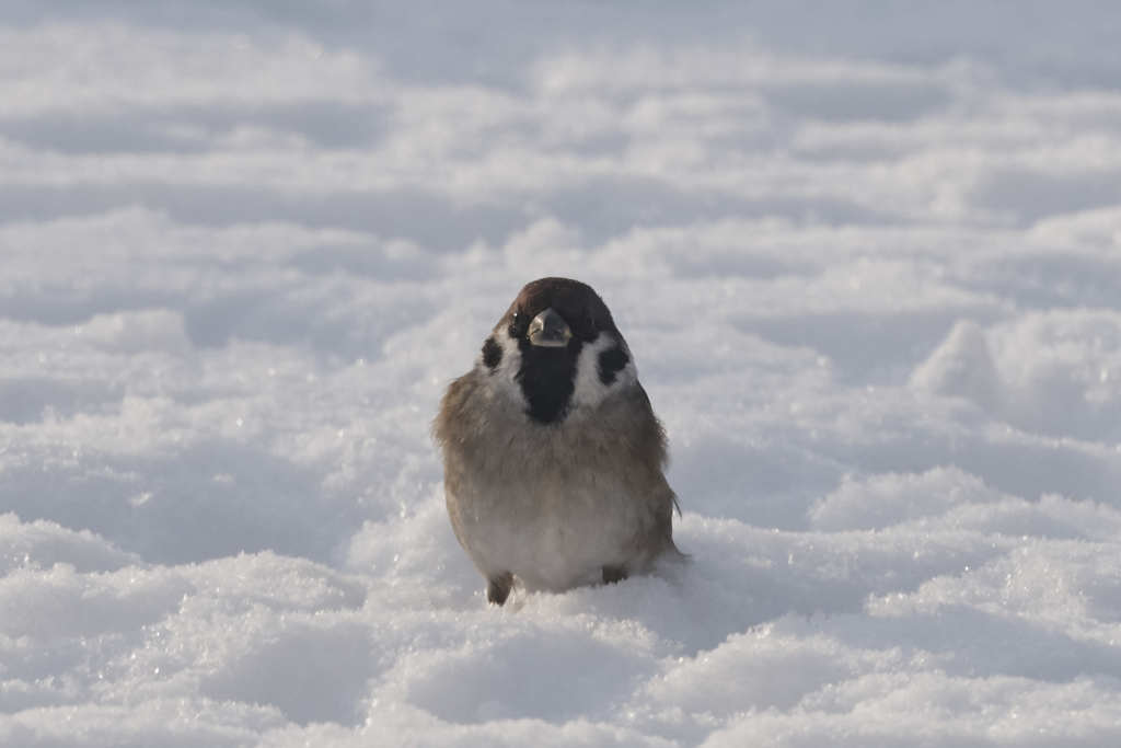 雪・・・スズメ　Ⅰ