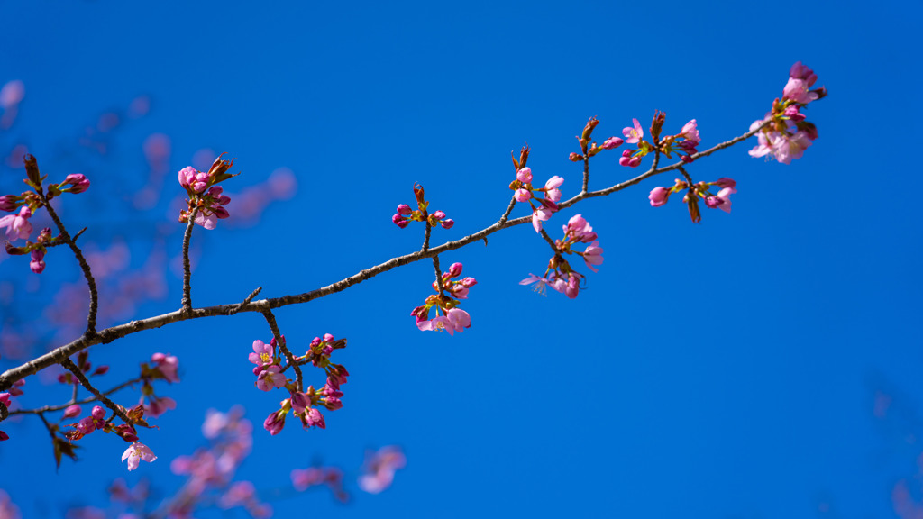 やっと桜　②