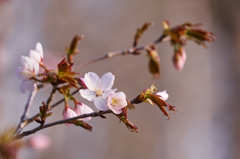 桜咲く　Ⅰ