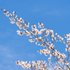 今年の桜　②
