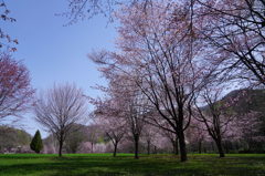 sakura　Ⅳ
