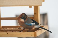 庭に来る野鳥たち　Ⅱ