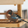 庭に来る野鳥たち　Ⅱ