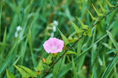 朝散歩で見つけた花