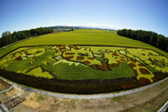 田んぼアート　親子の絆　JAたいせつ