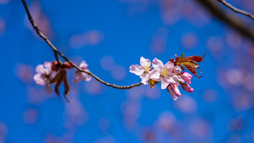 やっと桜　③