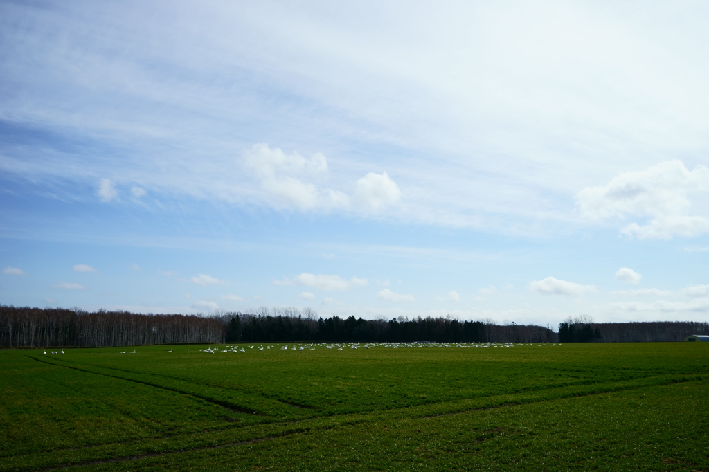 白鳥のいる風景
